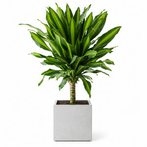 Garden Plus Indoor Dracaena Fragrans — generated hero — 2026-09-08