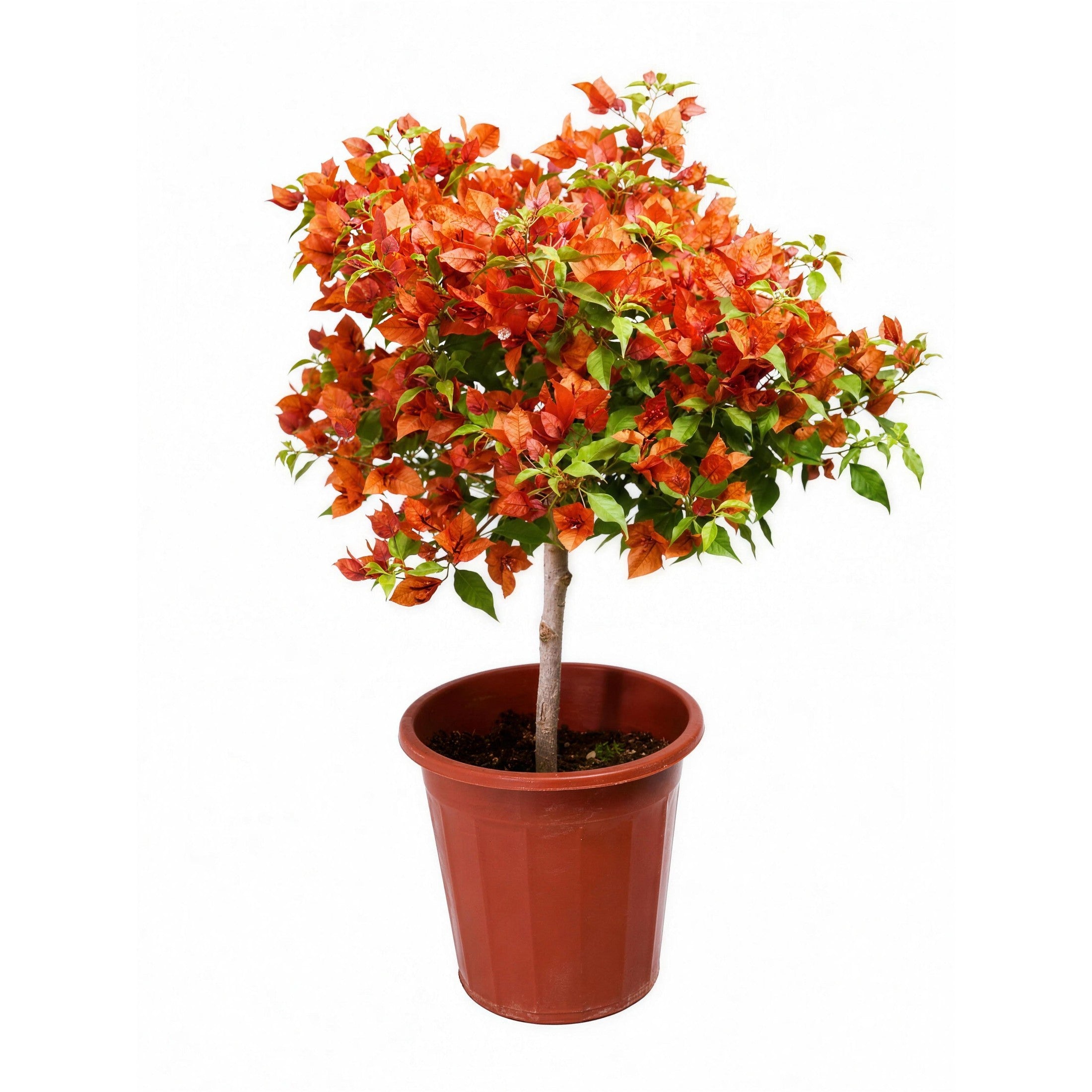 Orange Bougainvillea / 橙三角梅 — hero