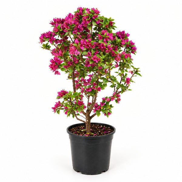 小紫花簕杜鵑