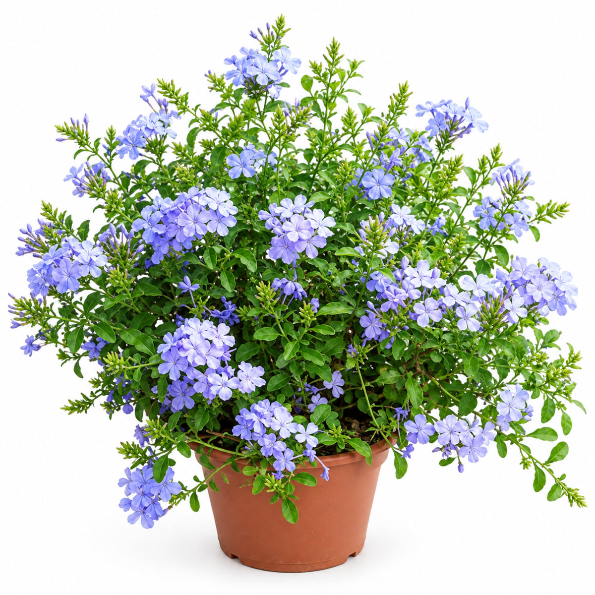 Cape Leadwort
