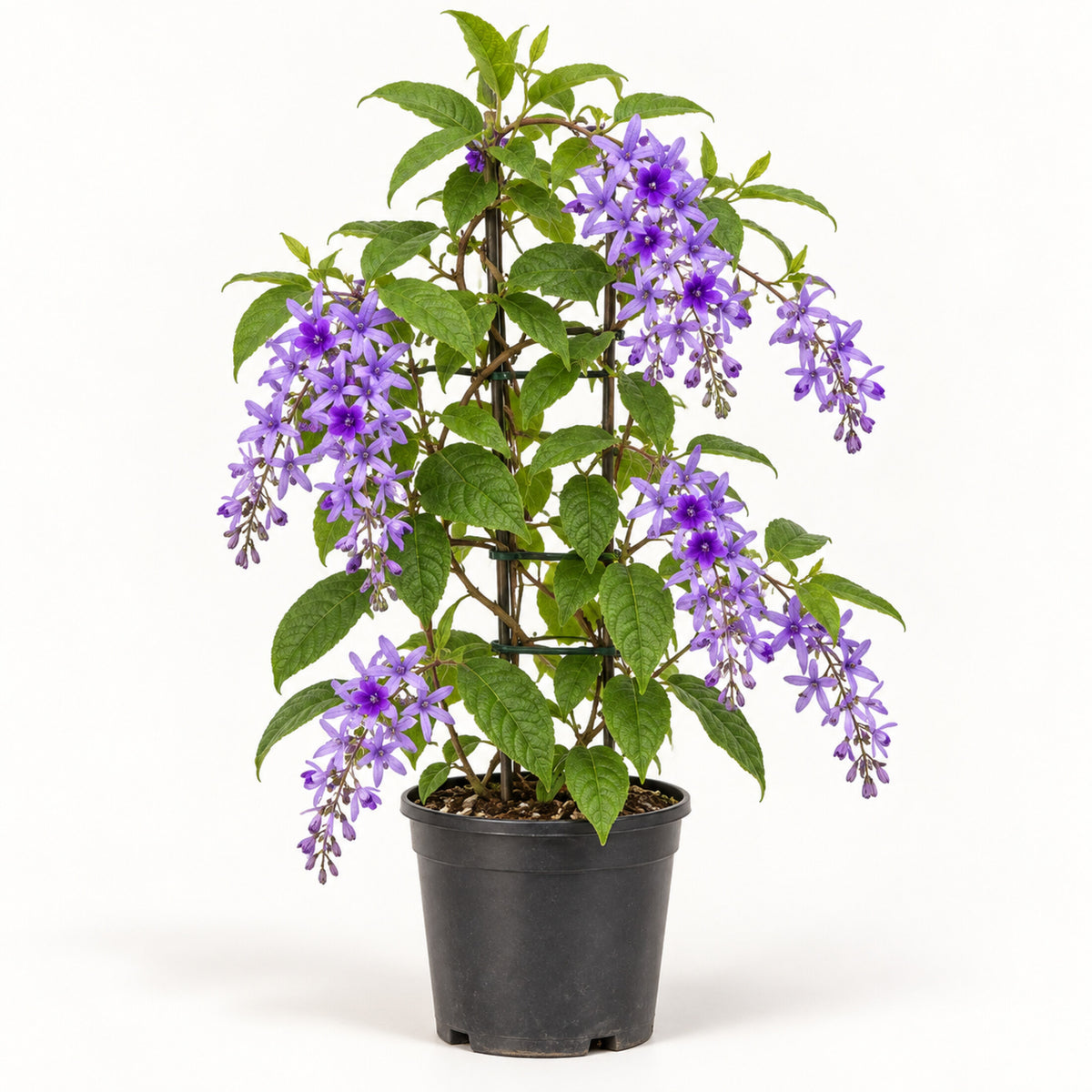 Sandpaper Vine