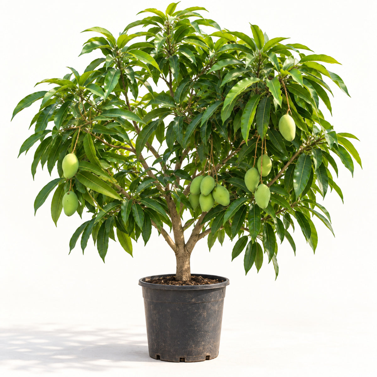Green Mango Tree