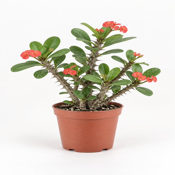 Euphorbia milii (Crown of Thorns)