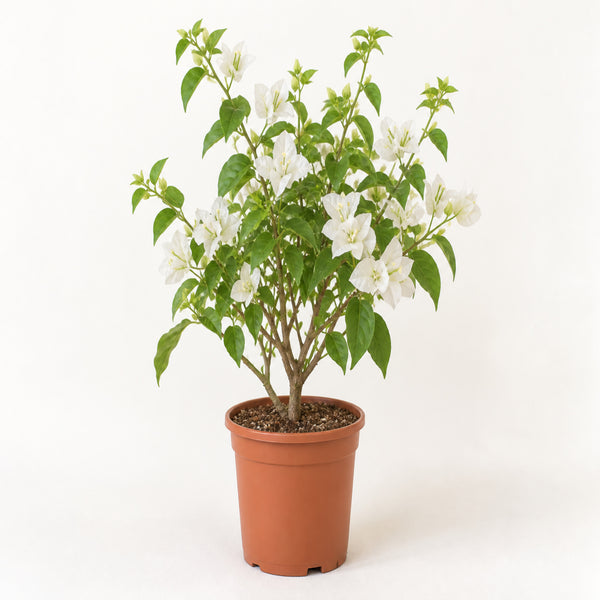 White Bougainvillea