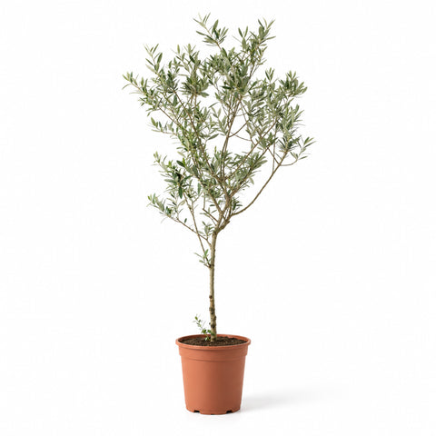 Indoor Olive Tree