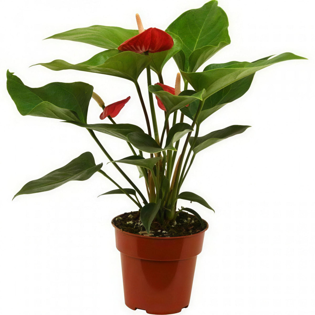 白鶴芋 Peace Lily 1