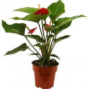 白鶴芋 Peace Lily 1