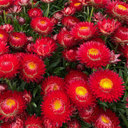 麥稈菊／臘菊（Xerochrysum bracteatum）