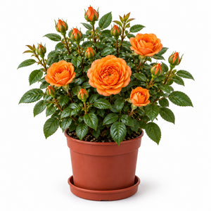 02-orange
