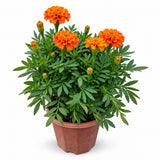 02-orange