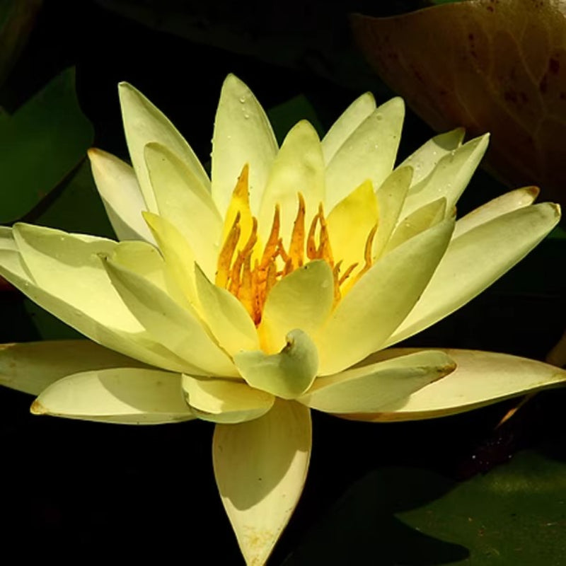 Water Lily