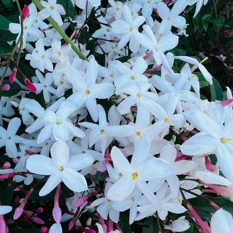 Trachelospermum Jasminoides (Star Jasmine Vine)