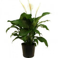 白鶴芋 Peace Lily 3