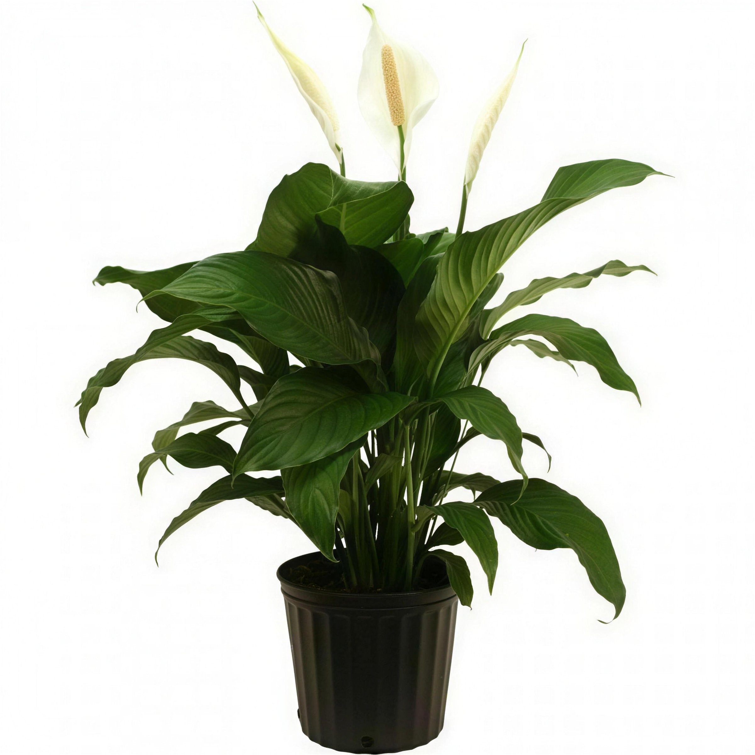 白鶴芋 Peace Lily 3