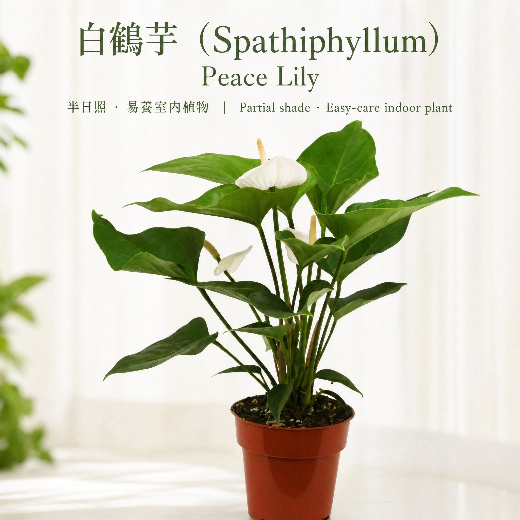 白鶴芋 Peace Lily｜半日照 · 易養室內植物