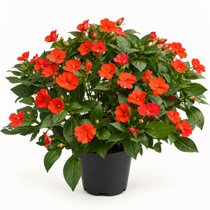 04-orange-red