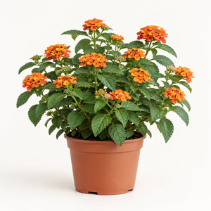 04-orange