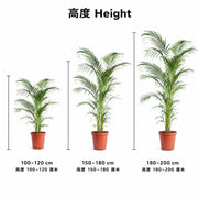 Areca Palm / 散尾葵 — size guide