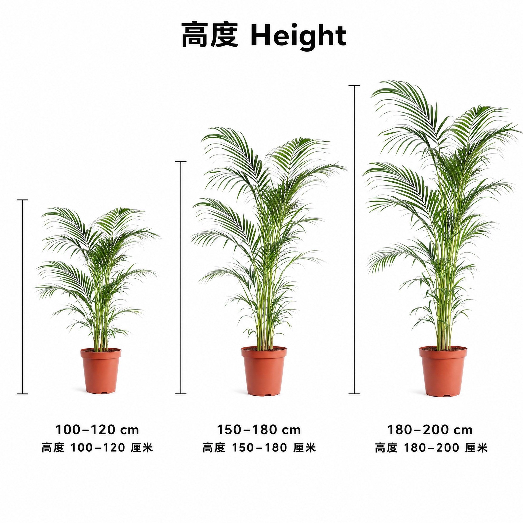 Areca Palm / 散尾葵 — size guide