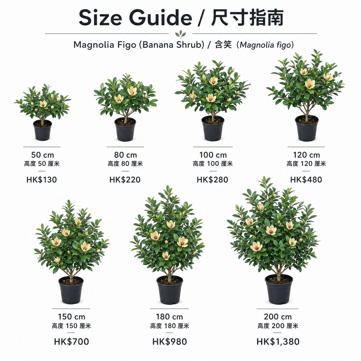 Magnolia Figo / 含笑 — size guide