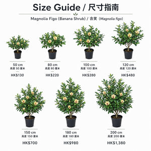 Magnolia Figo / 含笑 — size guide