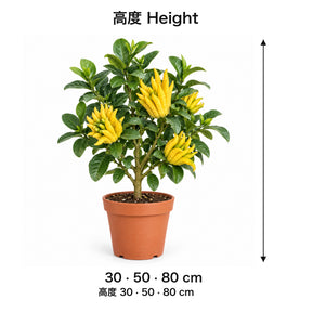Garden Plus Buddha's Hand Lemon — size card — 2026-09-08