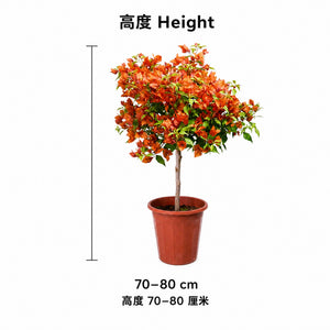 Orange Bougainvillea / 橙三角梅 — size guide