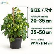 04-size-web