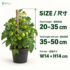 04-size-web