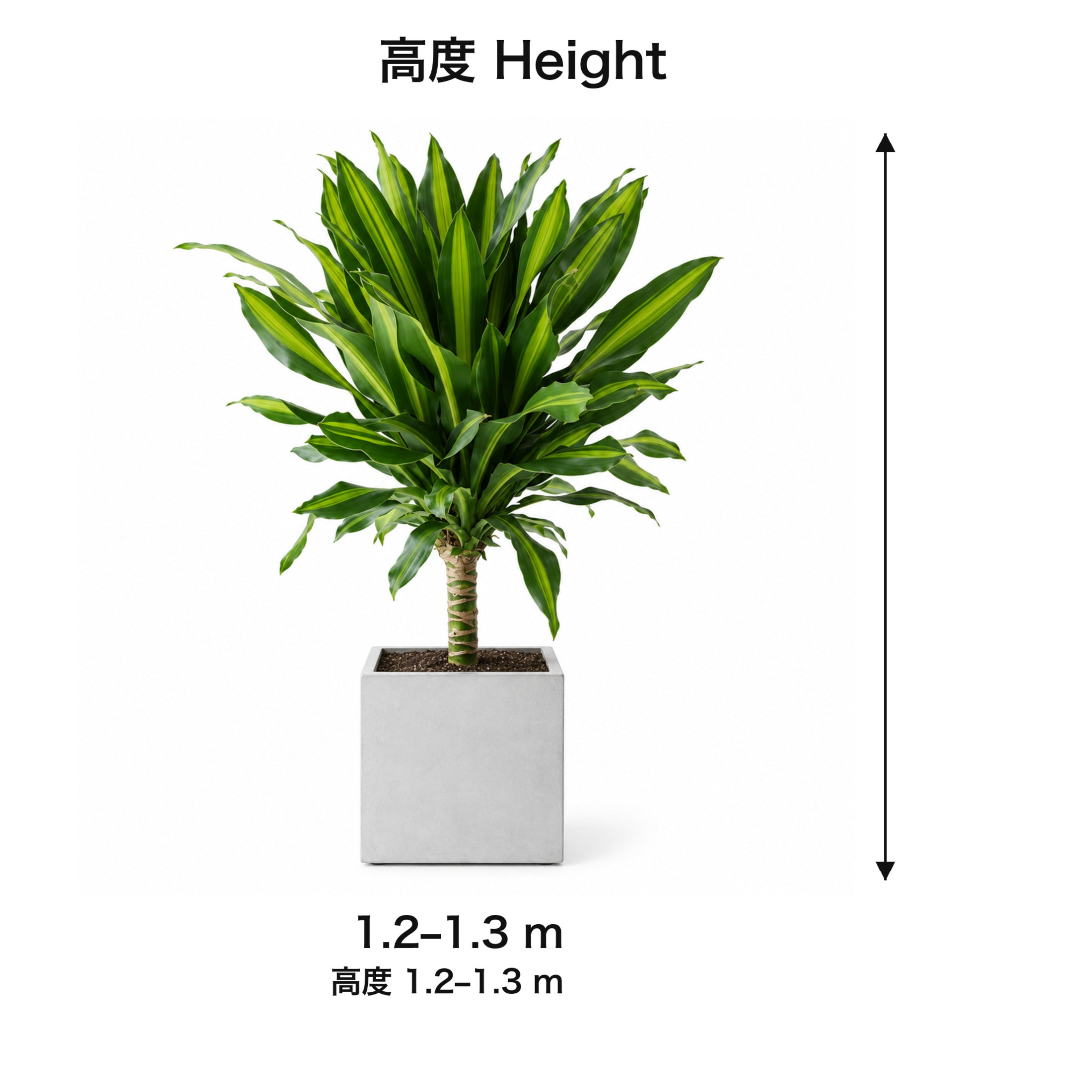 Garden Plus Indoor Dracaena Fragrans — size card — 2026-09-08