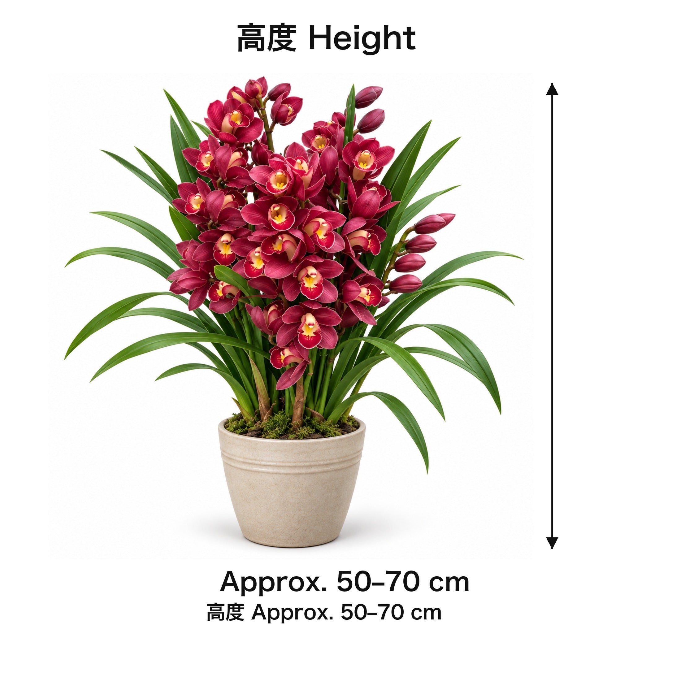 04-size-web