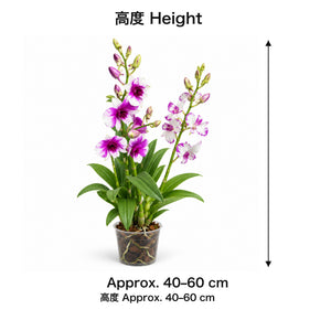 04-size-web