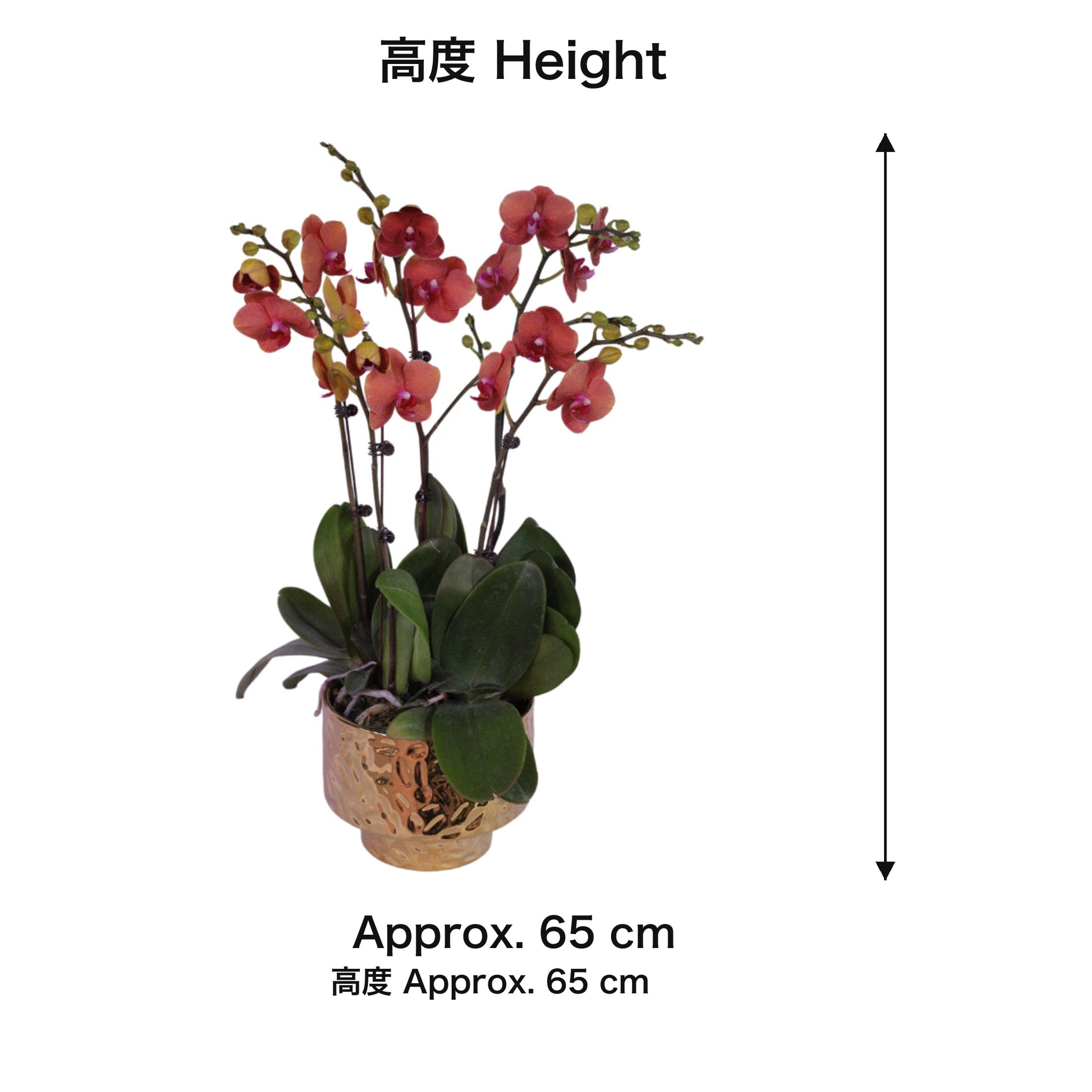 04-size-web