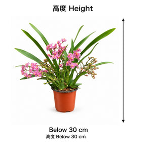 04-size-web
