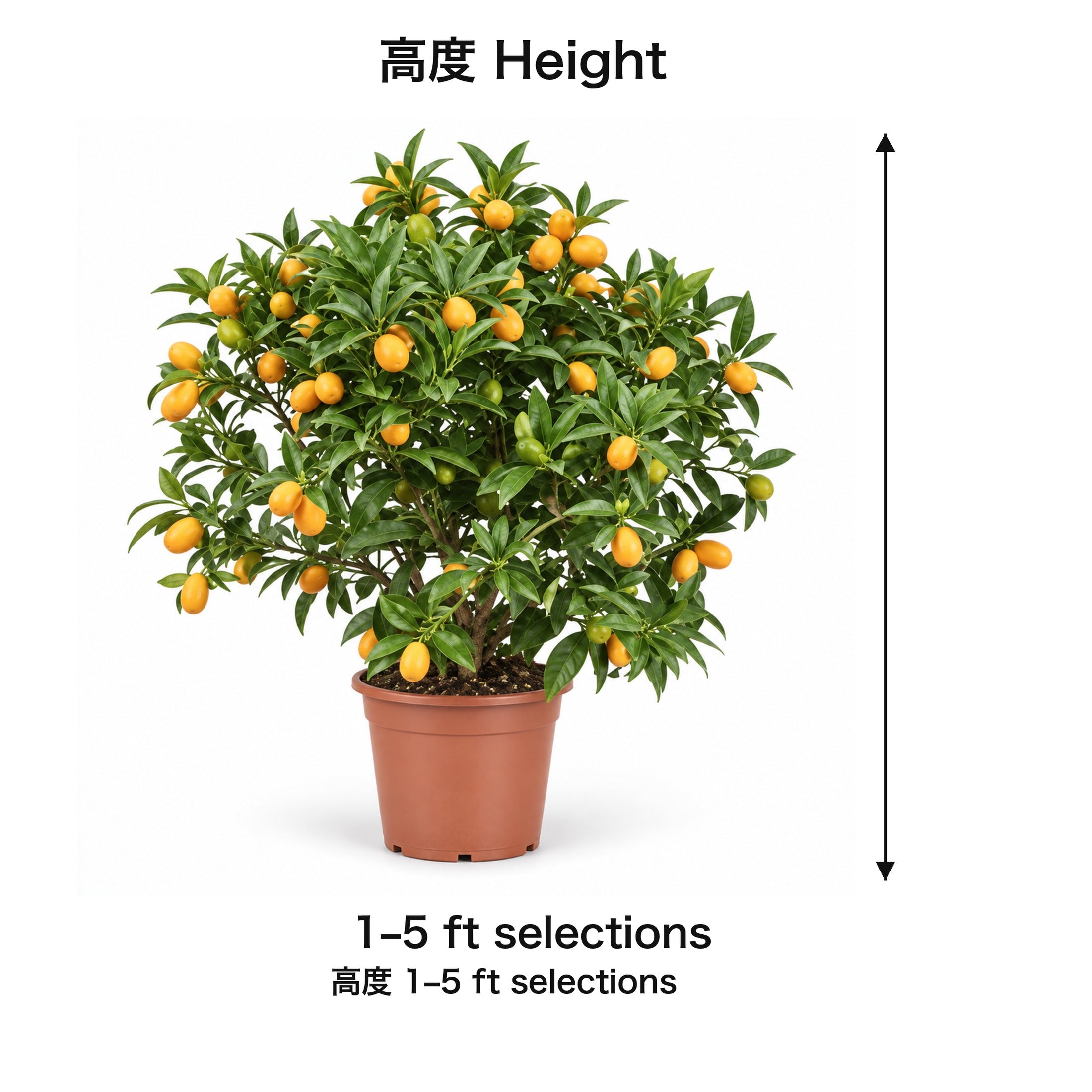 04-size-web
