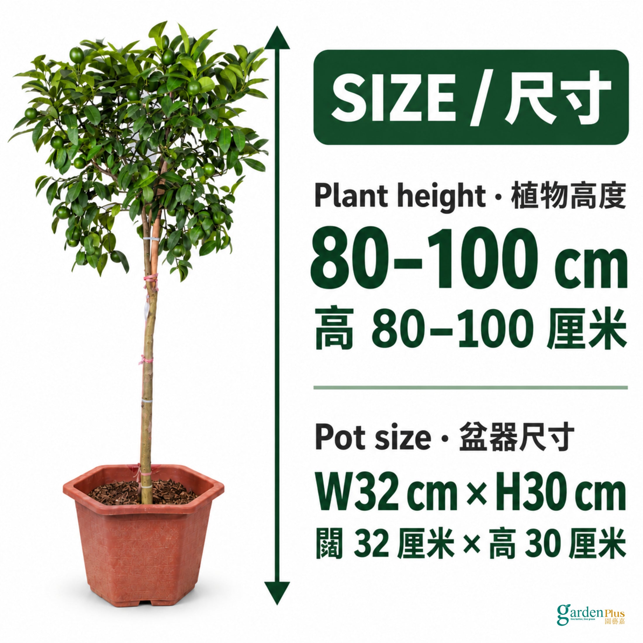 04-size-web