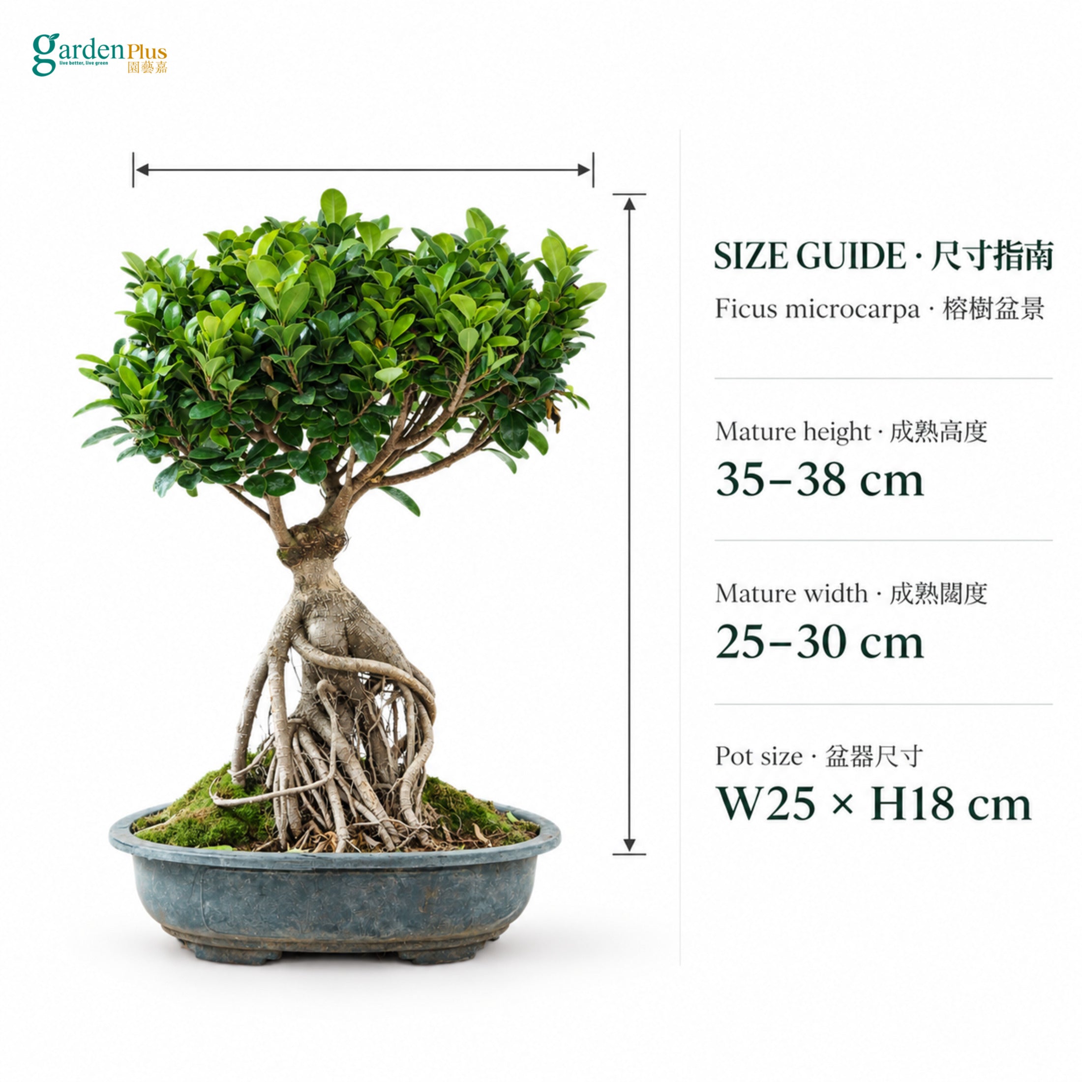 04-size-web