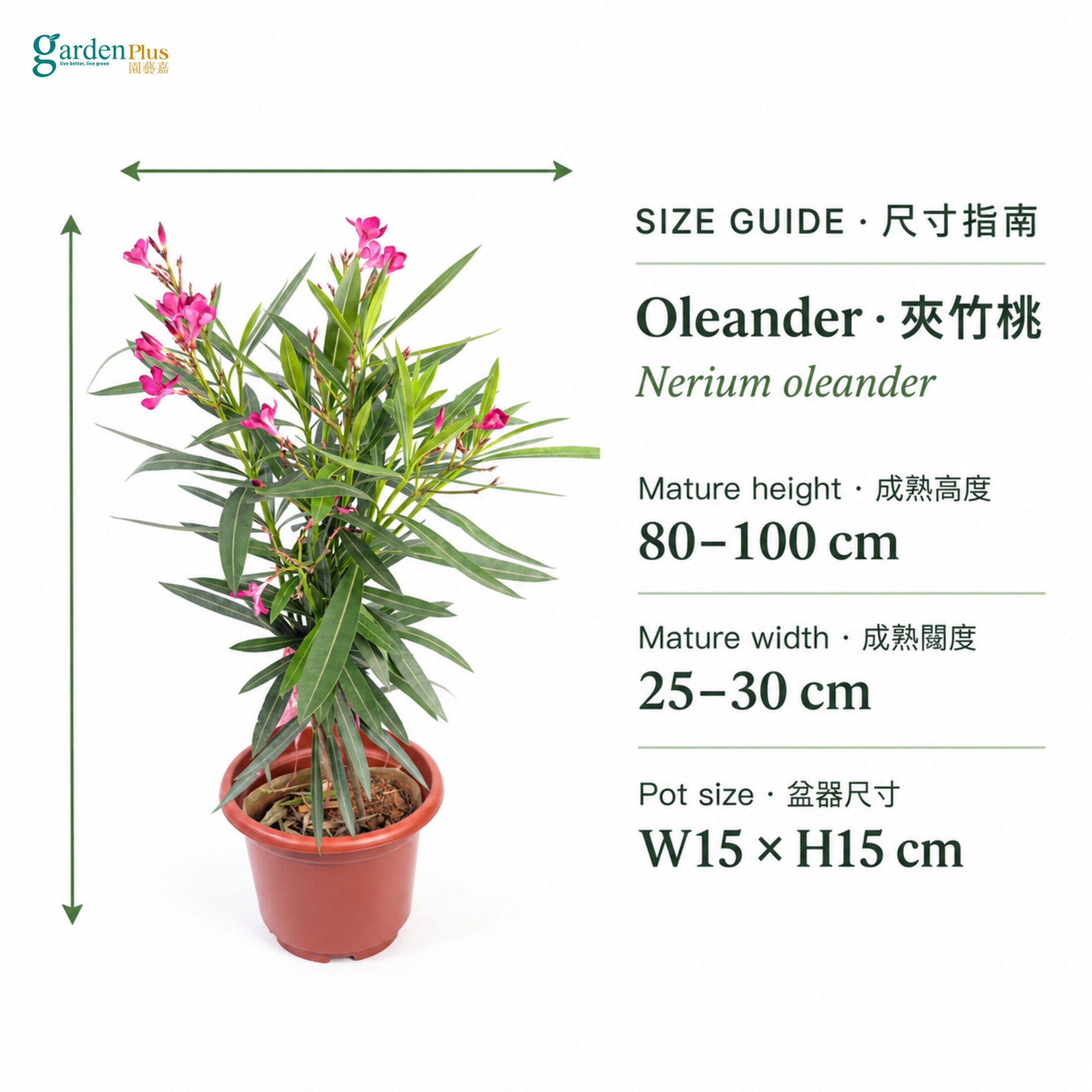 04-size-web