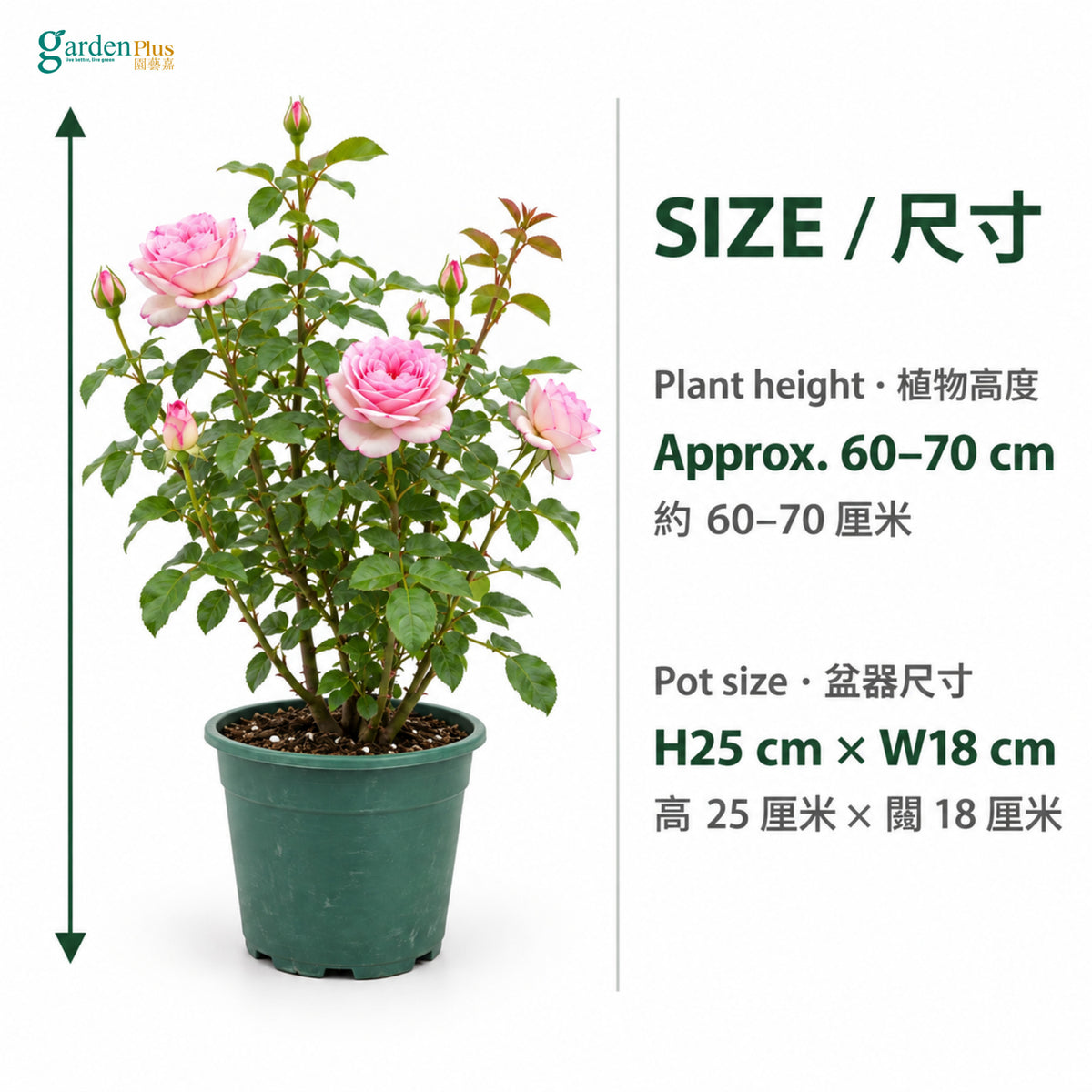 04-size-web