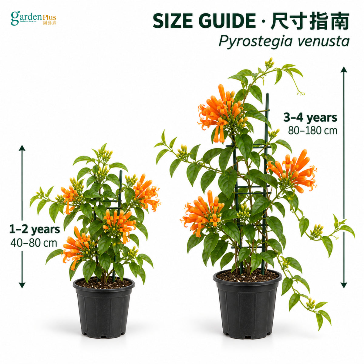 04-size-web