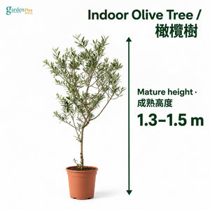 04-size