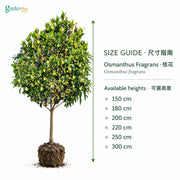 04-size