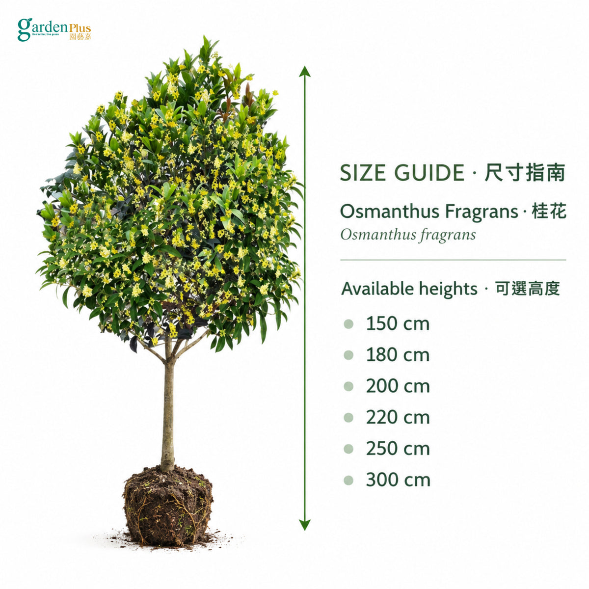 04-size