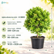 04-size