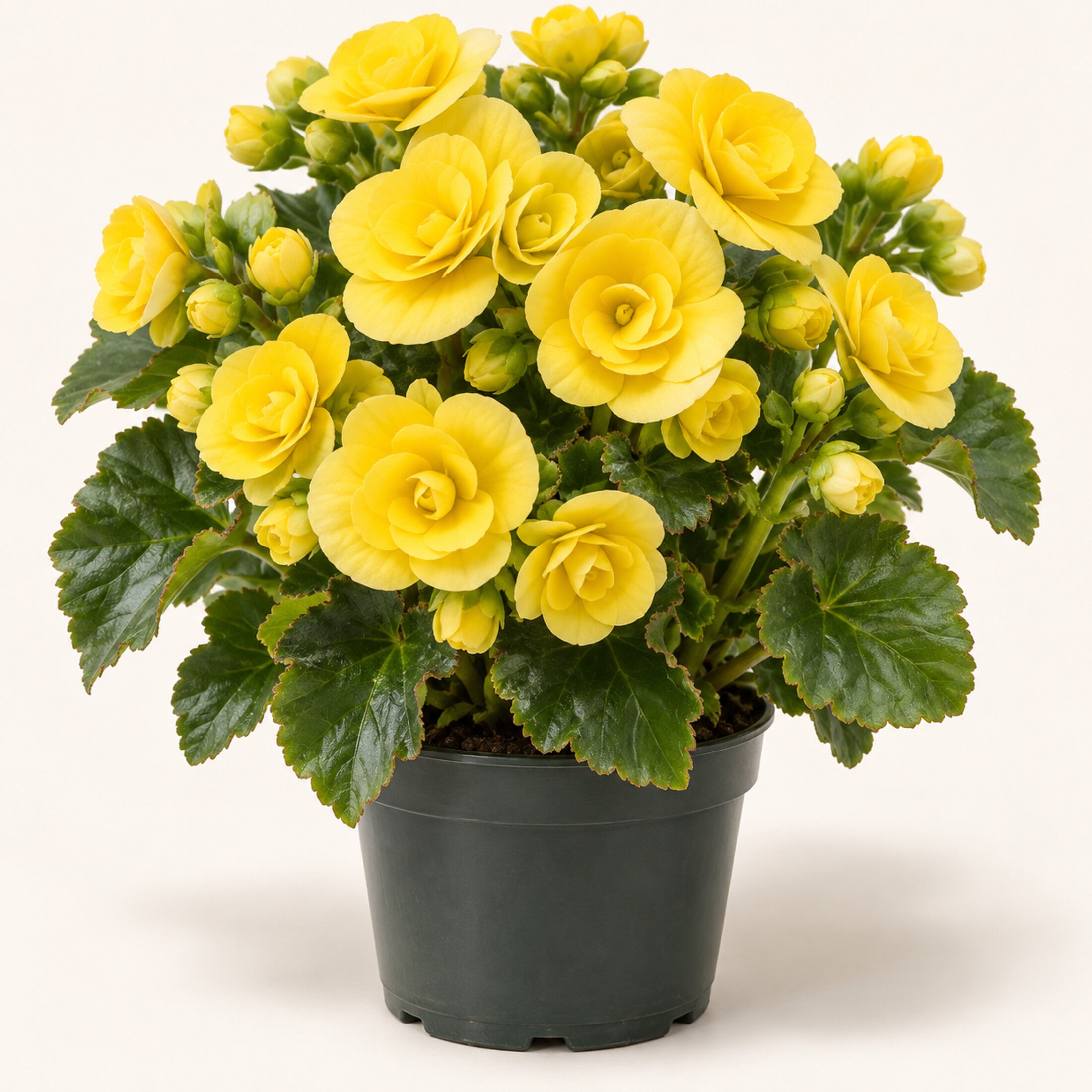 04-yellow