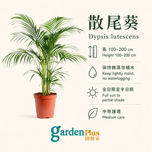 Areca Palm / 散尾葵 — care guide