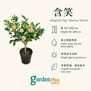 Magnolia Figo / 含笑 — care guide
