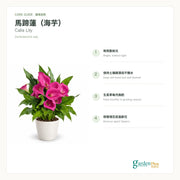 05-care-web