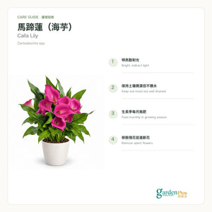 05-care-web