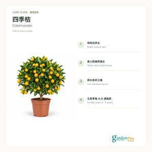 05-care-web